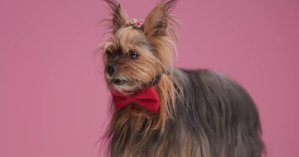 Adorable Yorkshire Terrier Puppy Wearing Red Bowtie Looking Coughing Sitting — стоковое видео