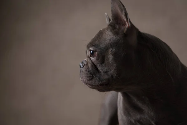 Bonito Francês Bulldog Filhote Cachorro Sendo Curioso Olhando Para Lado — Fotografia de Stock