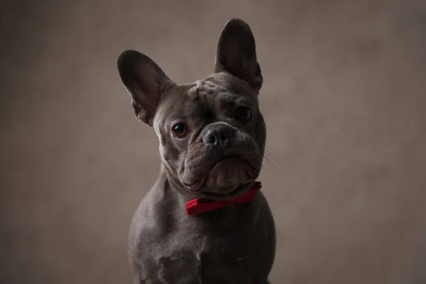 Retrato Bonito Pouco Francês Bulldog Cão Com Bowtie Vermelho Torno — Fotografia de Stock