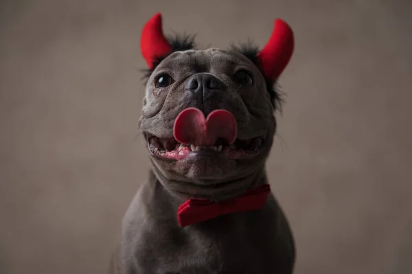 happy frenchie puppy with devil horns headband and bowtie panting and sticking out tongue while sitting on brown background in studio