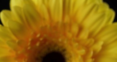 Büyüleyici bir Gerbera çiçeğine yaklaşıyoruz ışıktan gölgeye