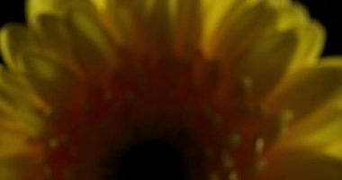 Güzel sarı bir papatya çiçeğine yaklaşıp ışık oyunu oynuyorlar.