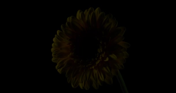 Mooie Gele Gerbera Bloem Staat Schaduw Met Een Beetje Licht — Stockvideo