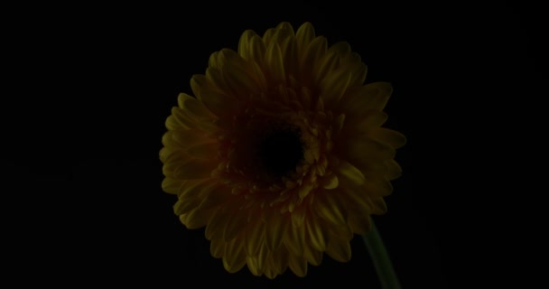 Чудова Жовта Квітка Гербери Стоїть Тіні Потім Має Легку Іскру — стокове відео