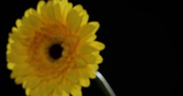 Délicieuse Fleur Marguerite Jaune Déplaçant Côté Caméra Ayant Une Lumière — Video