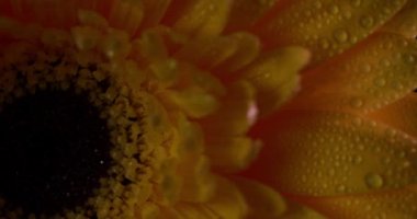 Sersemletici sarı bir Gerbera çiçeğinden yağmur damlalarıyla uzaklaşıyor.