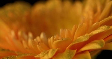 Su damlalarıyla dolu sarı gerbera çiçeğinin harika manzarası ve hafif bir oyun.