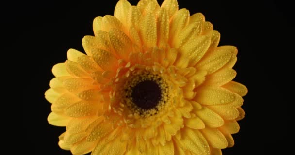 Het Naderen Van Een Mooie Gele Madeliefje Bloem Met Een — Stockvideo