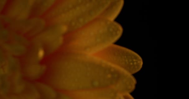 Zoomer Sur Les Pétales Une Fleur Marguerite Jaune Pleine Gouttes — Video