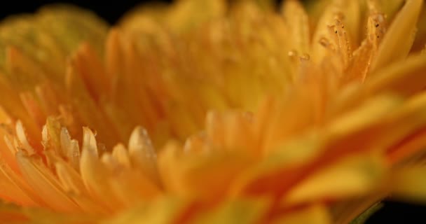Alejándose Los Pétalos Una Hermosa Flor Margarita Cubierta Gotas Lluvia — Vídeo de stock