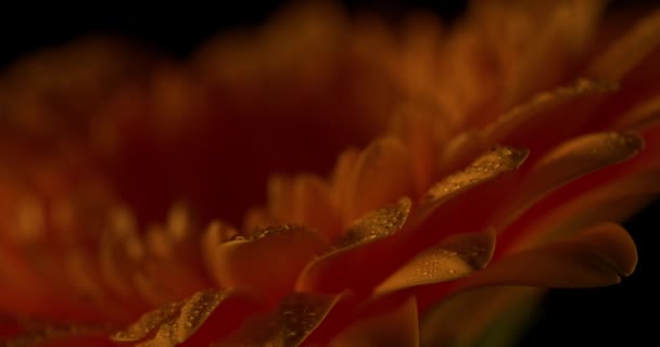 Lichtspiel Auf Den Gelben Blütenblättern Einer Atemberaubenden Gänseblümchenblume Voller Regentropfen — Stockvideo