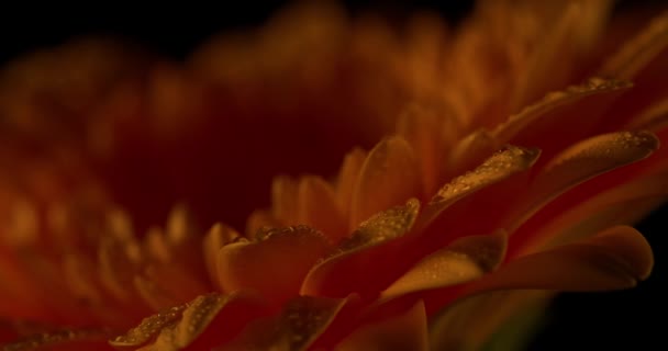 ガーベラの花の美しい黄色の花びらが回っていて雨滴と一緒に光の遊びをしています — ストック動画