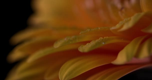 Güzel Sarı Bir Gerbera Çiçeğine Zum Yapıyor Damlacıklarıyla Dolu Yapraklarına — Stok video