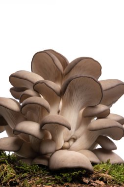 Yeşil çimlerin üzerinde bir avuç pleurotus mantarı. Beyaz arka planda ormandan taze toplanmış.