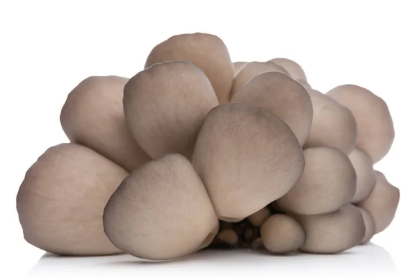 Estilo Vida Saludable Promovido Por Racimo Hongos Ostra Pleurotus Crudos —  Fotos de Stock