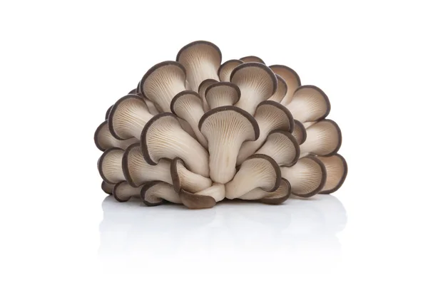 Delizioso Fungo Ostrica Marrone Crudo Dalla Foresta Sfondo Bianco Isolato — Foto Stock