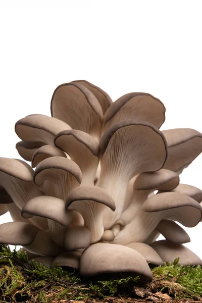 Grupo Cogumelos Pleurotus Grama Verde Fresco Colhido Floresta Fundo Branco — Fotografia de Stock