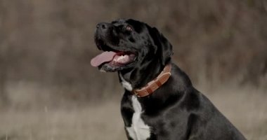 Yakası yukarı bakan, dili dışarı fırlayan ve ormanda otururken nefes nefese soluyan güzel bir köpek yavrusu.