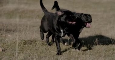 İki küçük İtalyan köpekleri birlikte koşup oynuyorlar, eğleniyorlar ve doğanın tadını çıkarıyorlar.