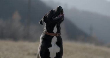 meraklı küçük İtalyan mastiff köpek dışarı dil sokan, nefes nefese, yukarı ve yana bakarak doğada otururken