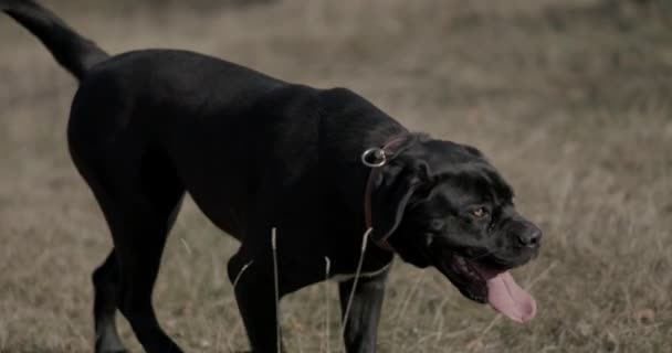 Widok Boku Piękny Włoski Mastiff Walking Wystający Język Wąchanie Zwiedzanie — Wideo stockowe