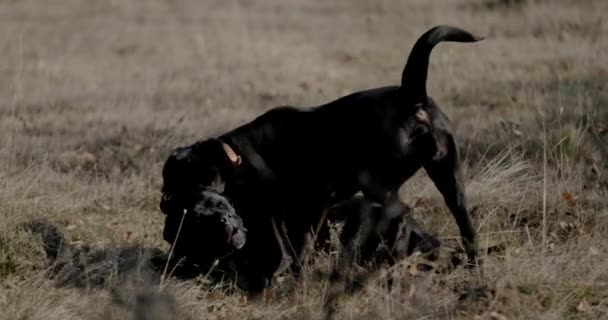 Dos Adorable Bastón Corso Perro Corriendo Jugando Sobresaliendo Lengua Divertirse — Vídeos de Stock