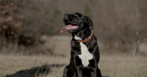 愛らしいイタリアのマスチフ犬を見上げ 好奇心を持ちながら パンと彼の弟は自然の中で彼の前を歩く — ストック動画