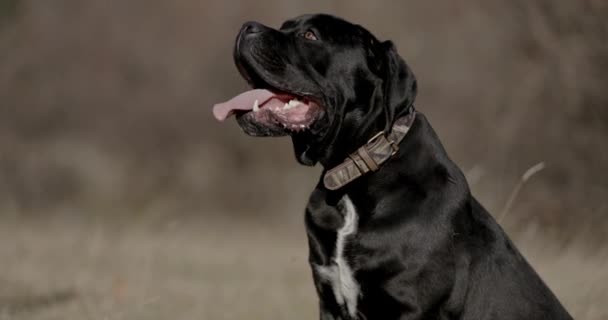 Anjing Corso Tebu Yang Cantik Samping Berpose Menjulurkan Lidah Dan — Stok Video
