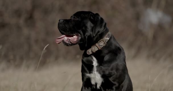 可爱的意大利咀嚼犬伸出舌头 上下张望 在大自然中散步 — 图库视频影像
