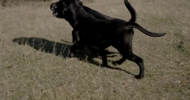 Juguetón Bastón Corso Perros Hermanos Corriendo Jugando Unos Con Otros — Vídeos de Stock