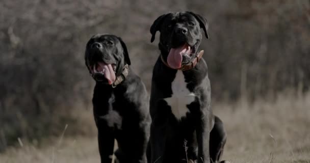 自然の中で外に座って舌を出して横を見ている2匹の黒いイタリアのマスチフ犬 — ストック動画