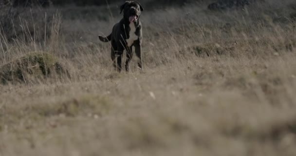 可愛い黒杖のコルソ子犬は自然界の外にいて外を見回しながら舌を出し — ストック動画