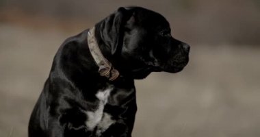 Proje videosu, dillerini dışarı çıkaran, kenarlara bakan, burunlarını yalayan ve doğanın dışında olmaktan zevk alan güzel bir corso köpeği.