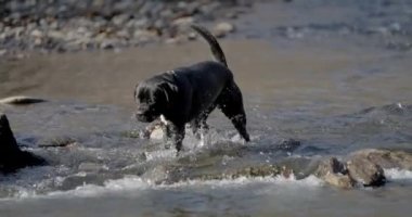 Nehir suyunda koşup oynayan, kürk sallayan ve yaz günlerinin tadını çıkaran tatlı İtalyan mastif köpeği.