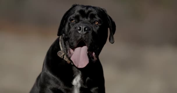 意大利黑猫犬伸出舌头 坐在大自然中四处张望的特写视频 — 图库视频影像