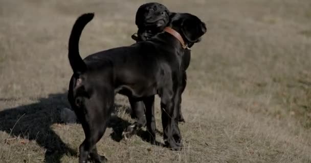 Par Två Vackra Italienska Mastiff Hundar Njuter Naturen Leker Tillsammans — Stockvideo