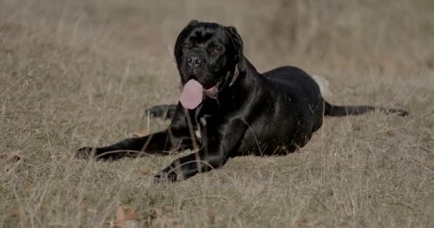 Vacker Italiensk Mastiff Valp Som Ligger Gräs Utanför Sticker Tunga — Stockvideo