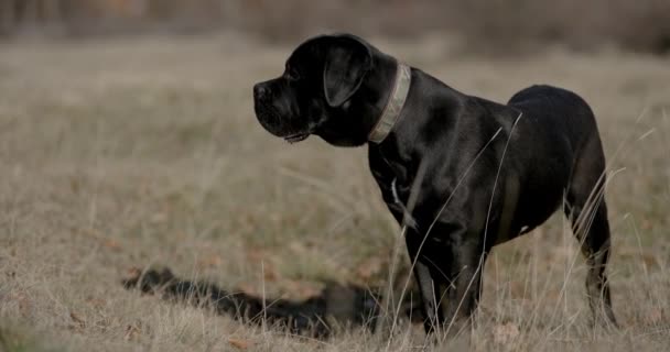 Widok Boku Cute Trzciny Corso Pies Kołnierzem Patrząc Bok Dysząc — Wideo stockowe