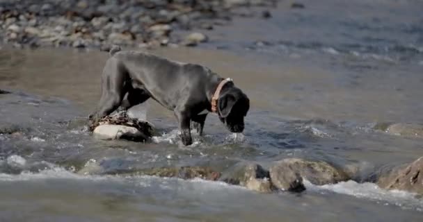 Cenny Mały Trzcinowy Pies Corso Spacerujący Kamieniach Wodnych Ciekawy Mokry — Wideo stockowe