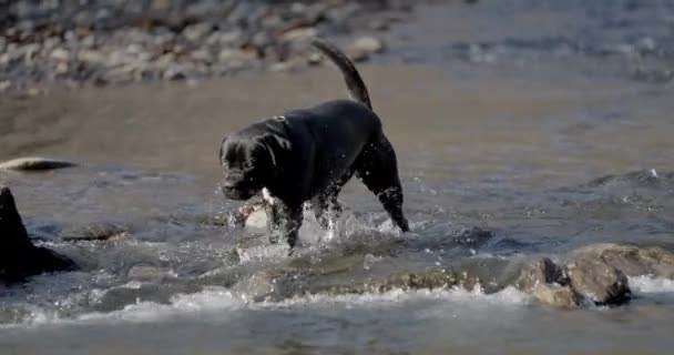 Mokry Uroczy Włoski Mastiff Szczeniak Działa Bawi Się Wodzie Rzecznej — Wideo stockowe
