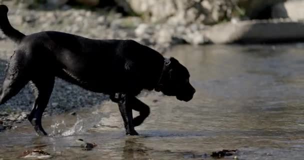 Curioso Cão Bonito Cana Corso Entrar Água Andando Ficando Molhado — Vídeo de Stock