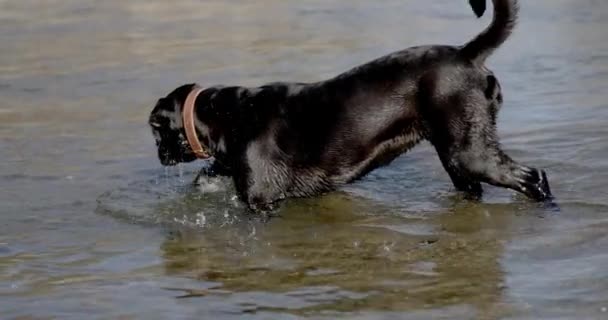 Playful Little Italian Mastiff Dog Having Fun Water Getting Wet — Stock Video