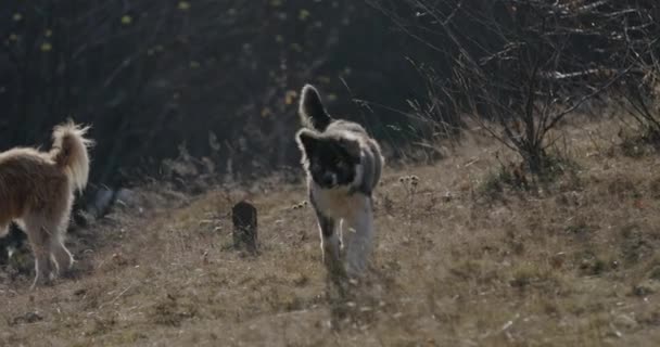 Uroczy Trzcina Corso Pies Patrząc Bok Bieganie Szczekanie Zewnątrz Lesie — Wideo stockowe