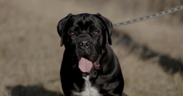 Mooie Italiaanse Mastiff Hond Steken Uit Tong Zoek Naar Kant — Stockvideo