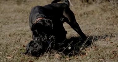 İki güzel İtalyan mastiff yavrusu dışarıda eğleniyor ve birbirleriyle oynuyorlar.