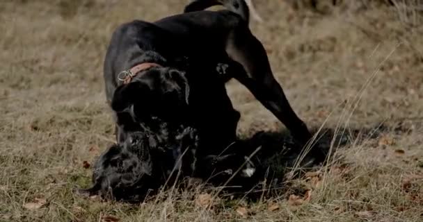 Par Dejlige Italienske Mastiff Hvalpe Have Det Sjovt Udenfor Lege – Stock-video
