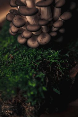 Pleurotus mantar ağacının, atmosferinde toprak yosunlarıyla yakın plan fotoğrafı. 
