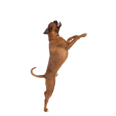 Arka ayakları üzerinde duran ve beyaz stüdyo arka planında oynayan sevimli boksör köpeği.