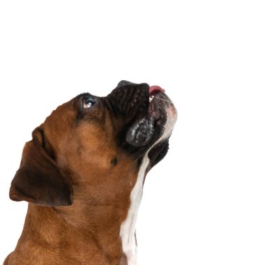 Genç boksör köpeği onu neyin beklediğini ve beyaz arka planda nefes nefese kaldığını merak ediyor.