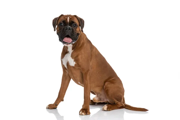 Feliz Boxer Cão Furando Língua Para Fora Câmera Sentado Contra — Fotografia de Stock